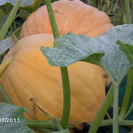 בית חווה Il Magicorto Cassola